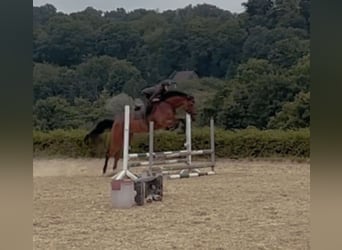 Trakehner, Stute, 5 Jahre, 165 cm, Brauner