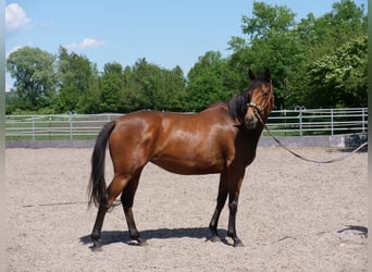 Trakehner, Stute, 5 Jahre, 165 cm, Brauner