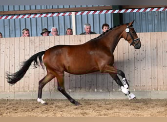 Trakehner, Stute, 5 Jahre, 165 cm, Brauner