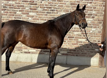 Trakehner, Stute, 5 Jahre, 165 cm, Dunkelbrauner