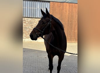 Trakehner, Stute, 5 Jahre, 165 cm, Dunkelbrauner