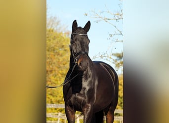 Trakehner, Stute, 5 Jahre, 165 cm, Dunkelbrauner