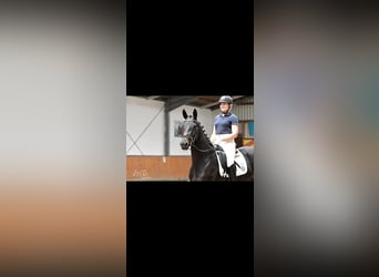 Trakehner, Stute, 5 Jahre, 165 cm, Dunkelbrauner