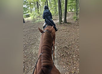 Trakehner, Stute, 5 Jahre, 165 cm, Dunkelfuchs