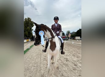 Trakehner, Stute, 5 Jahre, 165 cm, Schecke