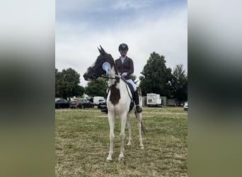 Trakehner, Stute, 5 Jahre, 165 cm, Schecke