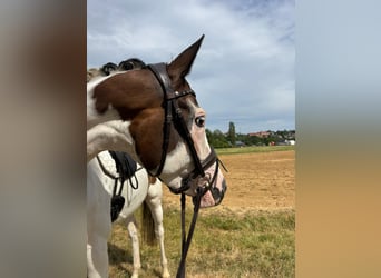 Trakehner, Stute, 5 Jahre, 165 cm, Schecke