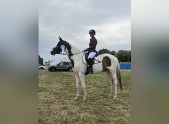 Trakehner, Stute, 5 Jahre, 165 cm, Schecke