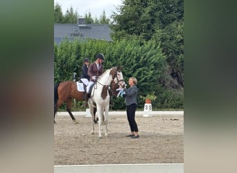 Trakehner, Stute, 5 Jahre, 165 cm, Schecke