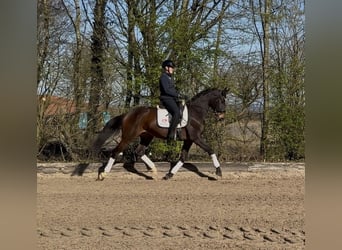 Trakehner, Stute, 5 Jahre, 166 cm, Dunkelbrauner