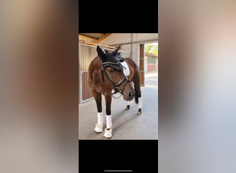 Trakehner, Stute, 5 Jahre, 166 cm, Dunkelbrauner