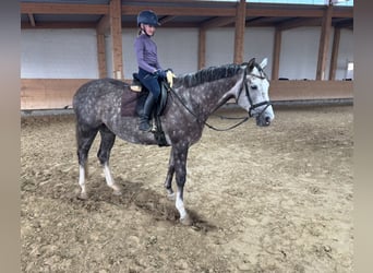 Trakehner, Stute, 5 Jahre, 166 cm, Schimmel