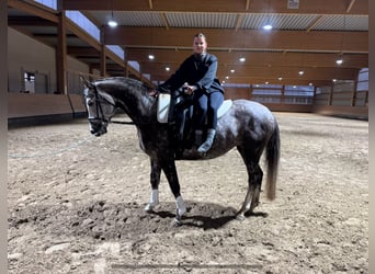 Trakehner, Stute, 5 Jahre, 166 cm, Schimmel