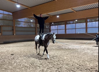Trakehner, Stute, 5 Jahre, 166 cm, Schimmel