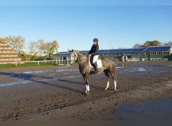 Trakehner, Stute, 5 Jahre, 166 cm, Schimmel