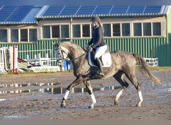 Trakehner, Stute, 5 Jahre, 166 cm, Schimmel