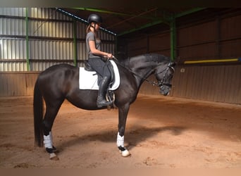 Trakehner, Stute, 5 Jahre, 166 cm, Schwarzbrauner