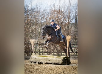 Trakehner, Stute, 5 Jahre, 166 cm, Schwarzbrauner