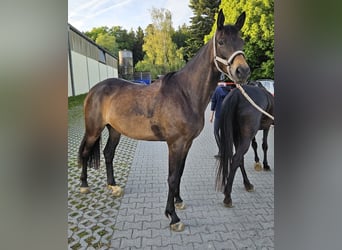 Trakehner, Stute, 5 Jahre, 167 cm, Dunkelbrauner