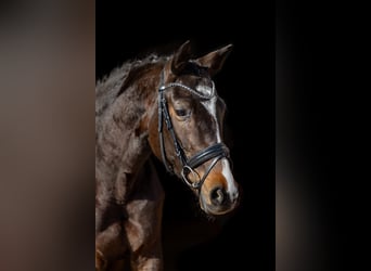 Trakehner, Stute, 5 Jahre, 167 cm, Dunkelbrauner