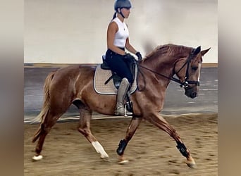 Trakehner, Stute, 5 Jahre, 167 cm, Fuchs
