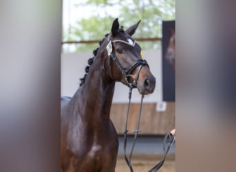 Trakehner, Stute, 5 Jahre, 167 cm, Rappe
