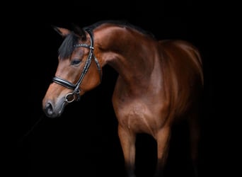 Trakehner, Stute, 5 Jahre, 167 cm, Rotbrauner