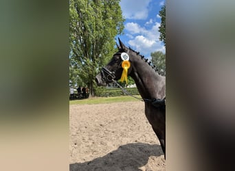 Trakehner, Stute, 5 Jahre, 167 cm, Schimmel