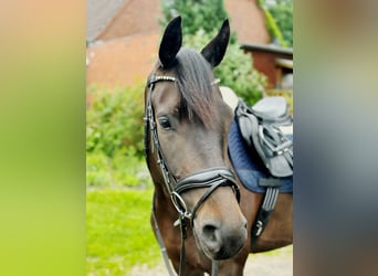 Trakehner, Stute, 5 Jahre, 167 cm, Schwarzbrauner