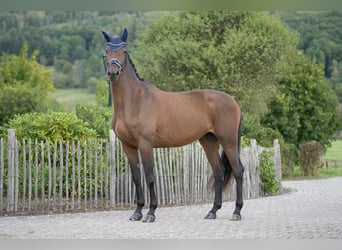 Trakehner, Stute, 5 Jahre, 168 cm, Brauner
