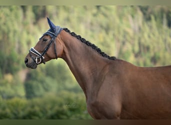 Trakehner, Stute, 5 Jahre, 168 cm, Brauner