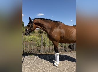 Trakehner, Stute, 5 Jahre, 168 cm, Brauner