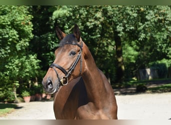 Trakehner, Stute, 5 Jahre, 168 cm, Brauner