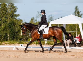 Trakehner, Stute, 5 Jahre, 168 cm, Dunkelbrauner
