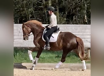 Trakehner, Stute, 5 Jahre, 168 cm, Dunkelfuchs