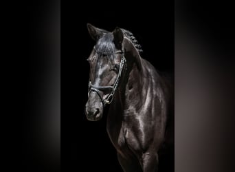 Trakehner, Stute, 5 Jahre, 168 cm, Rappe