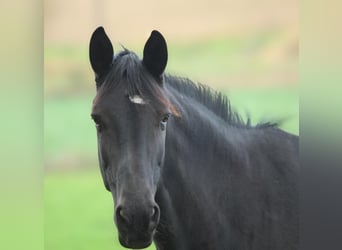 Trakehner, Stute, 5 Jahre, 168 cm, Rappe