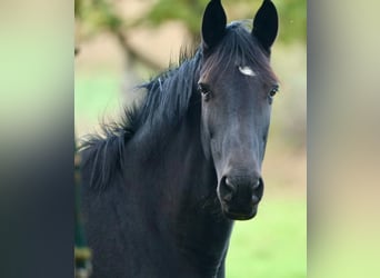 Trakehner, Stute, 5 Jahre, 168 cm, Rappe