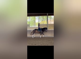 Trakehner Mix, Stute, 5 Jahre, 168 cm, Schecke