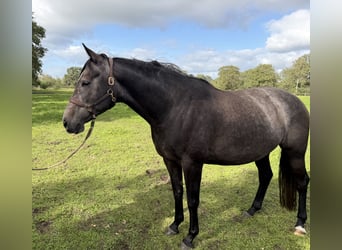 Trakehner, Stute, 5 Jahre, 168 cm