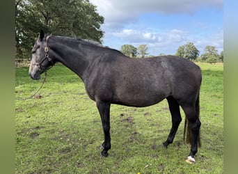 Trakehner, Stute, 5 Jahre, 168 cm
