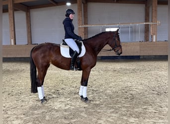 Trakehner, Stute, 5 Jahre, 169 cm, Brauner