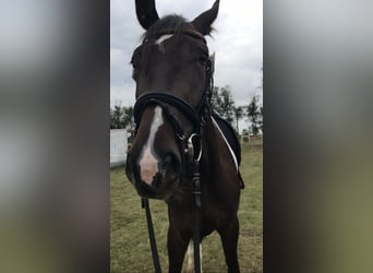 Trakehner, Stute, 5 Jahre, 170 cm, Brauner