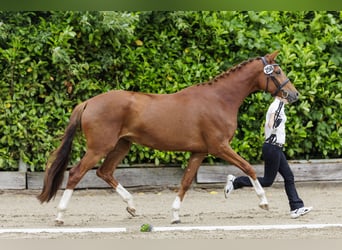 Trakehner, Stute, 5 Jahre, 170 cm, Fuchs
