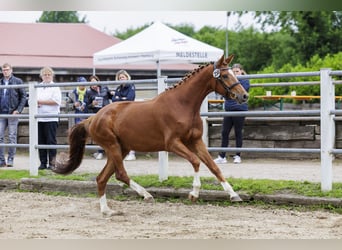 Trakehner, Stute, 5 Jahre, 170 cm, Fuchs