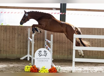 Trakehner, Stute, 5 Jahre, 170 cm, Fuchs