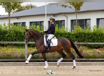 Trakehner, Stute, 5 Jahre, 171 cm, Brauner