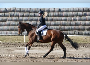 Trakehner, Stute, 5 Jahre, 171 cm, Brauner
