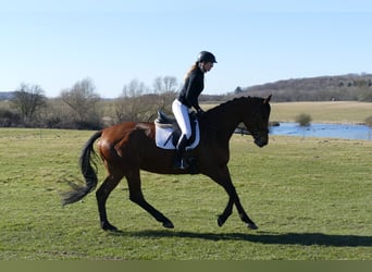 Trakehner, Stute, 5 Jahre, 171 cm, Brauner