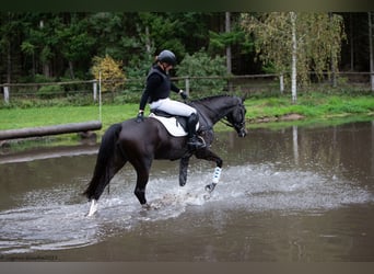 Trakehner, Stute, 5 Jahre, 171 cm, Dunkelbrauner